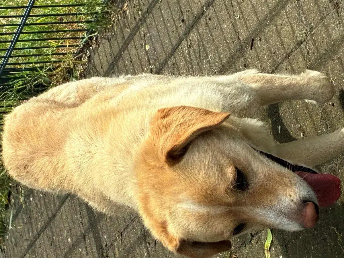 Tommy -  - Bild 11