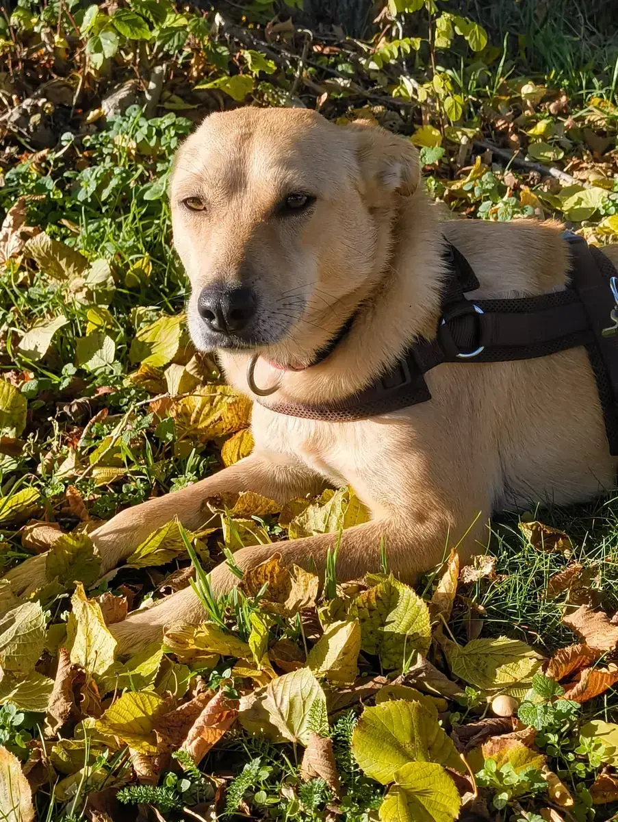Hund Ivy
