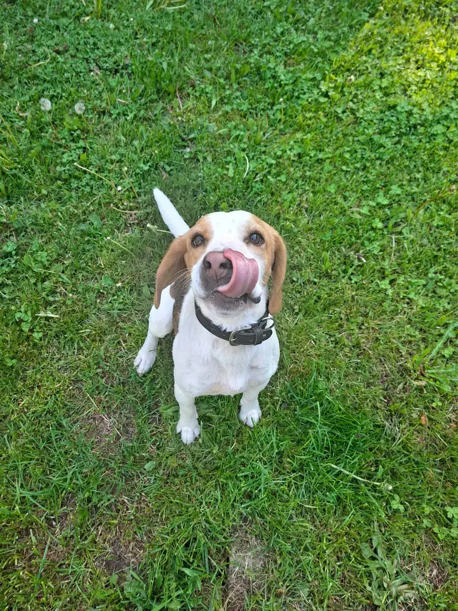 Charly - Beagle - Bild 5