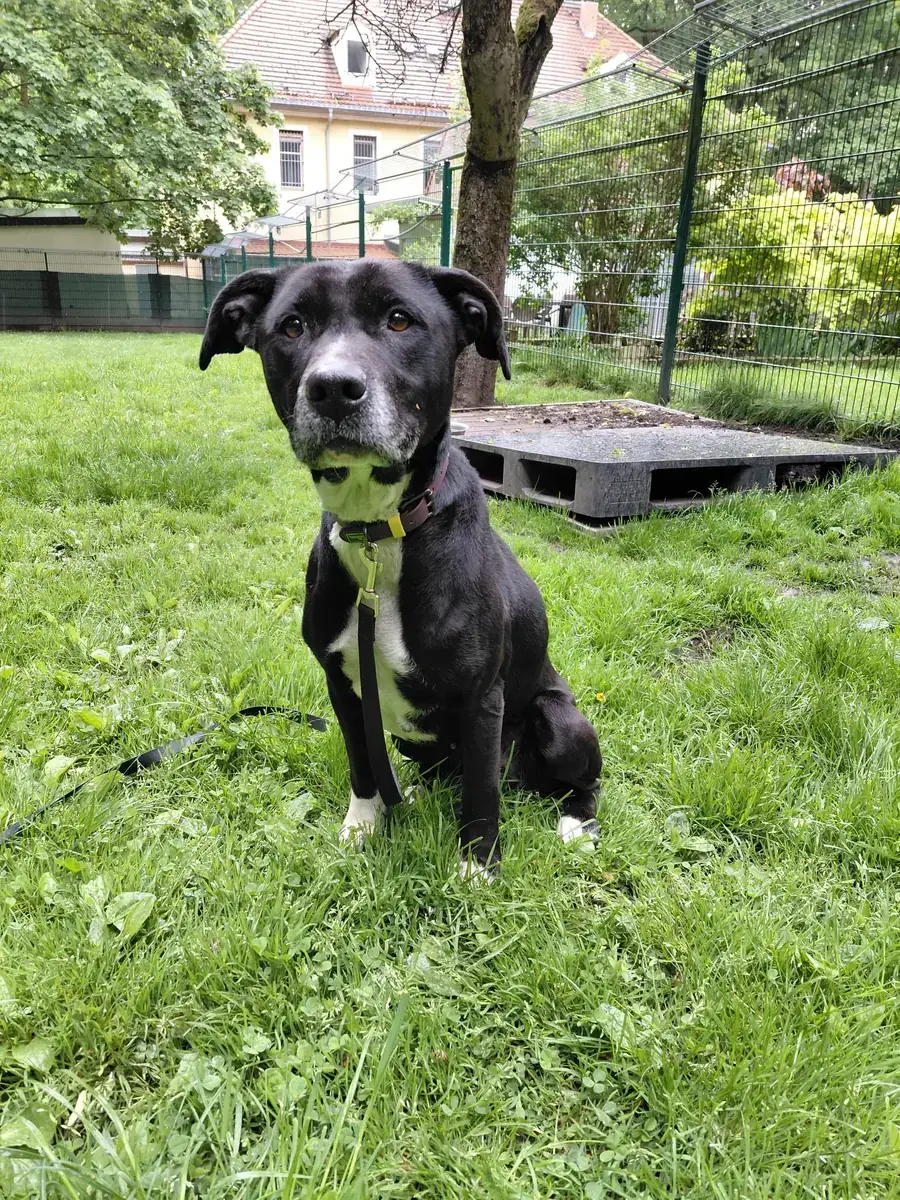 Jackie -  - Bild 4