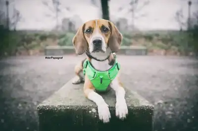 Timo – Beagle – Bild 12