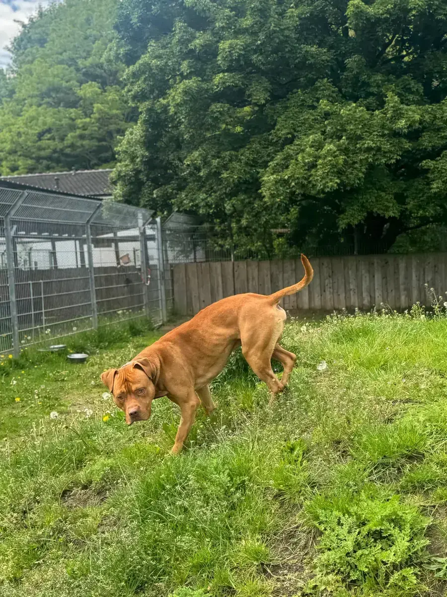 Fred - American Staffordshire Terrier - Bild 3
