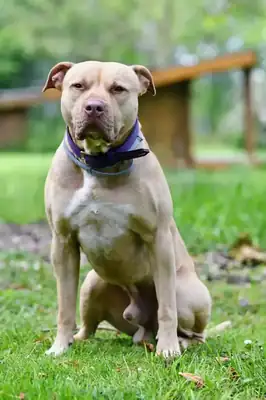 Ace – American Staffordshire Terrier – Bild 8