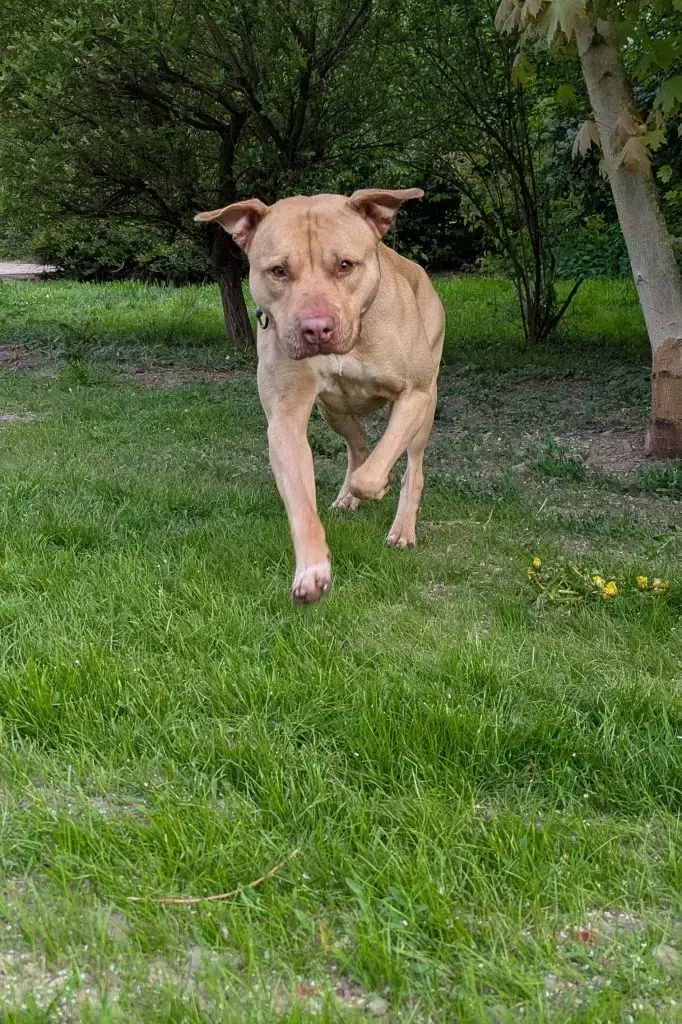 Ace - American Staffordshire Terrier - Bild 5