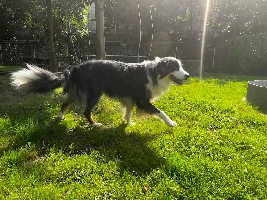 Mogli - Australian Shepherd - Bild 8