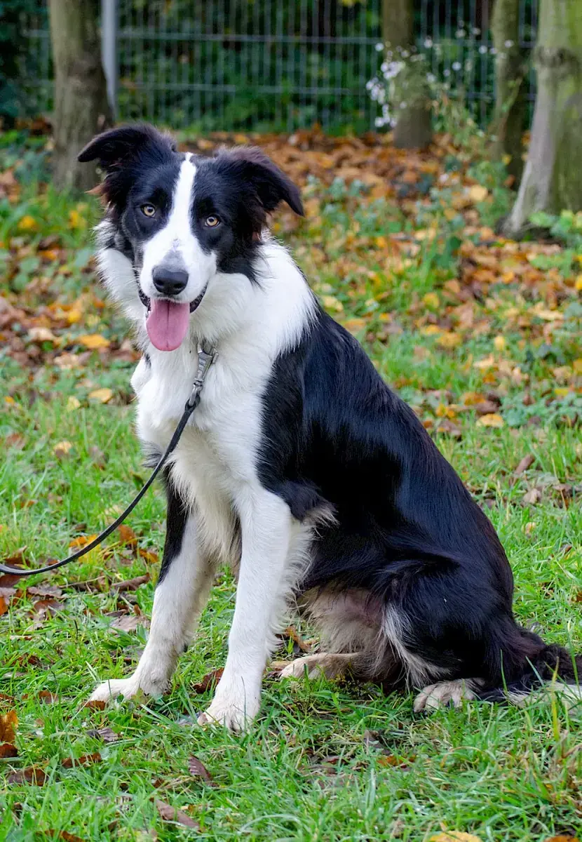 Manoah - Border Collie - Bild 2