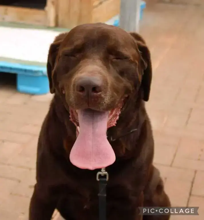 Neo - Labrador Retriever - Bild 5