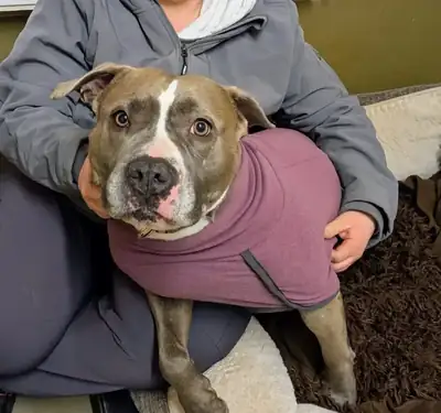 Ami – American Staffordshire Terrier – Bild 4