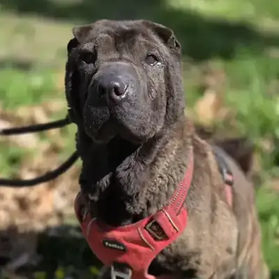 Momo – Shar-Pei – Bild 3