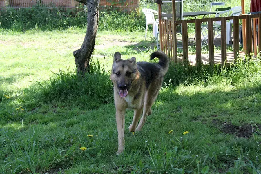 Billy - Deutscher Schäferhund - Bild 7