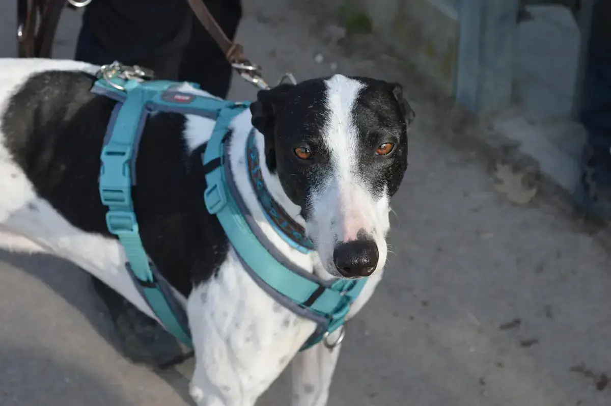 Faraon - Galgo Español - Bild 1