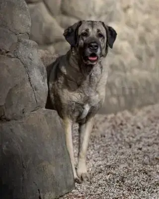 Naz - Kangal-Hirtenhund - Bild 8