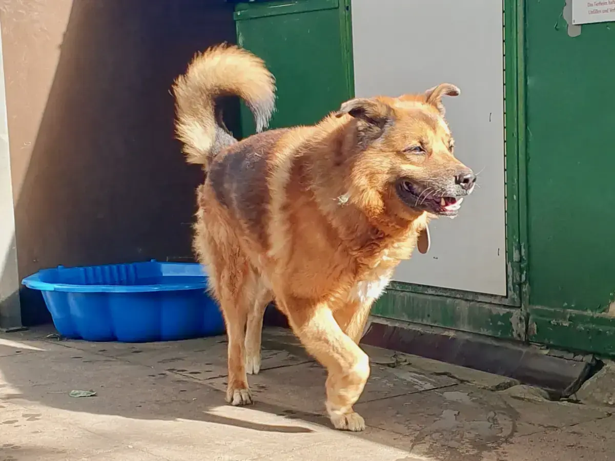 Joussi - Deutscher Schäferhund - Bild 1