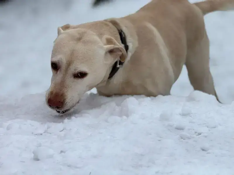 Merry - Labrador Retriever - Bild 8