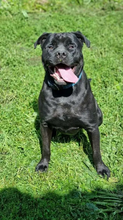 Tylor - Rottweiler, Cane Corso Italiano - Bild 4