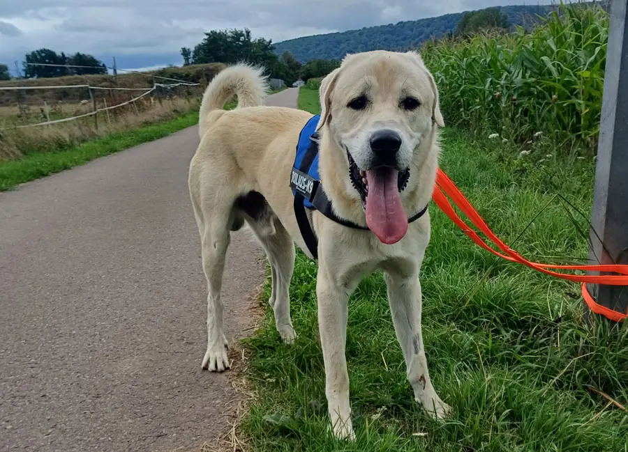 Sero - Kangal-Hirtenhund - Bild 2