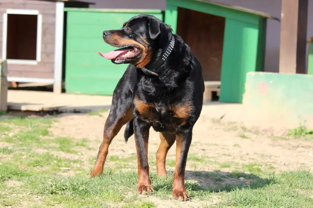 Sindy - Rottweiler - Bild 4