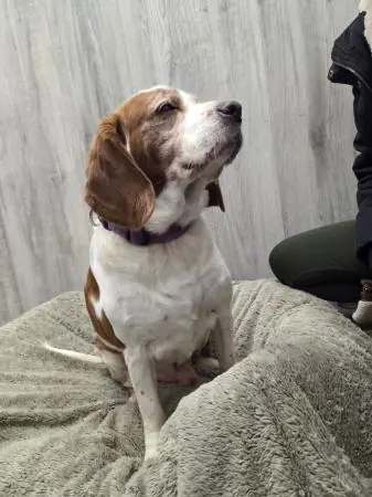 Balu - Deutscher Schäferhund - Bild 3