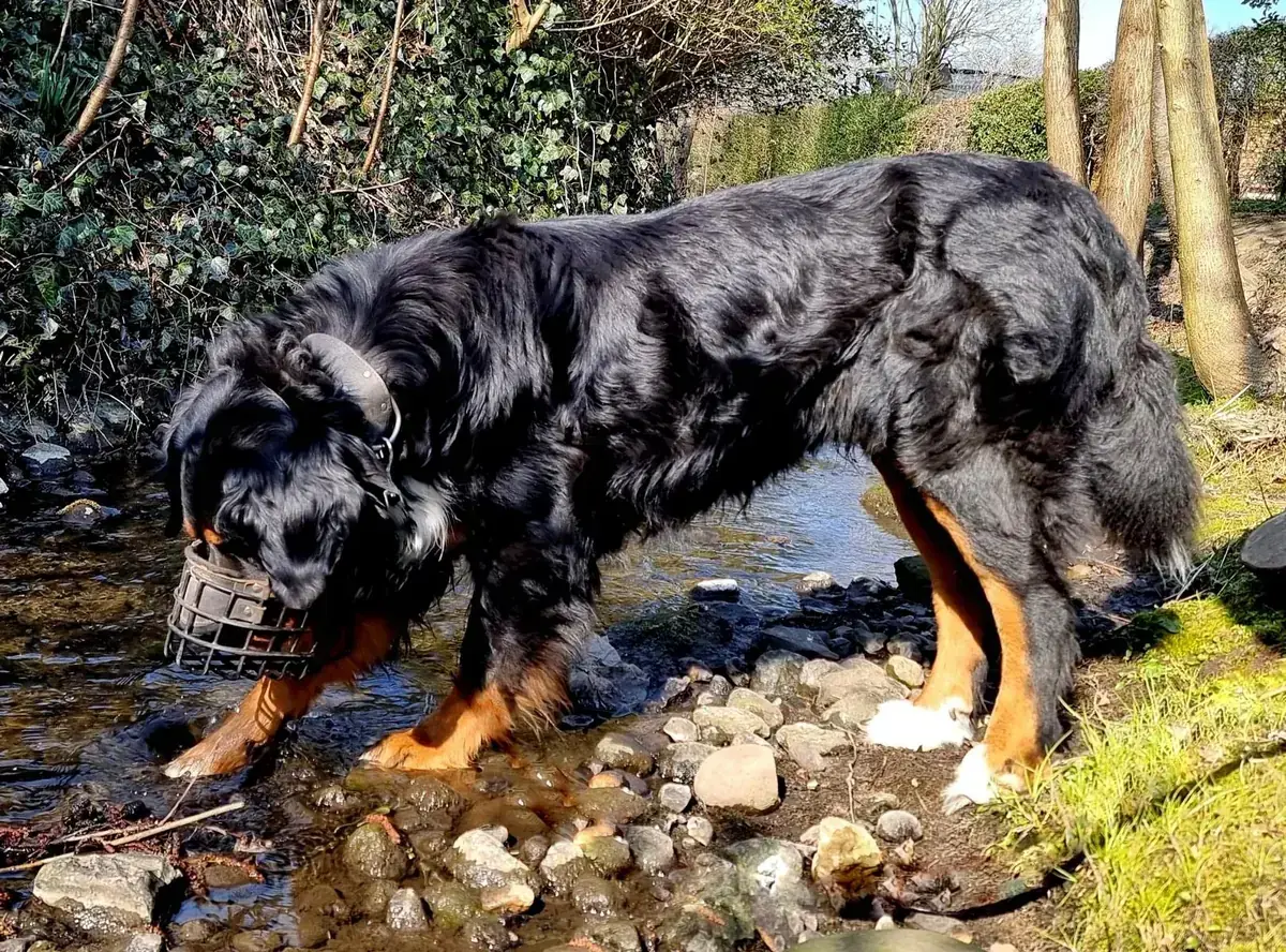 Simba -  - Bild 5