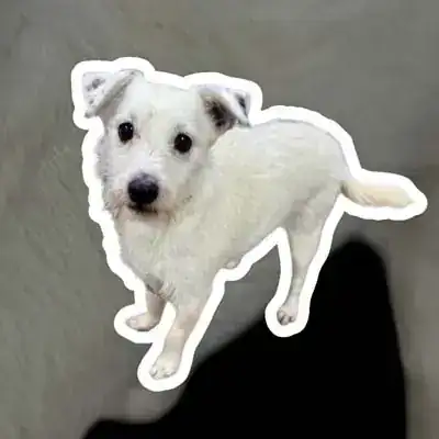 Max – Hund – Bild 6