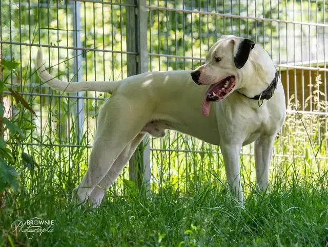 Hades - Dogo Argentino - Bild 9