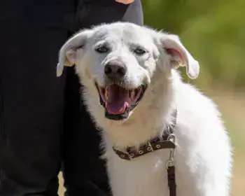 Bumi - Kangal-Hirtenhund - Bild 4