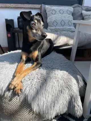 Bambo - Deutscher Pinscher - Bild 2