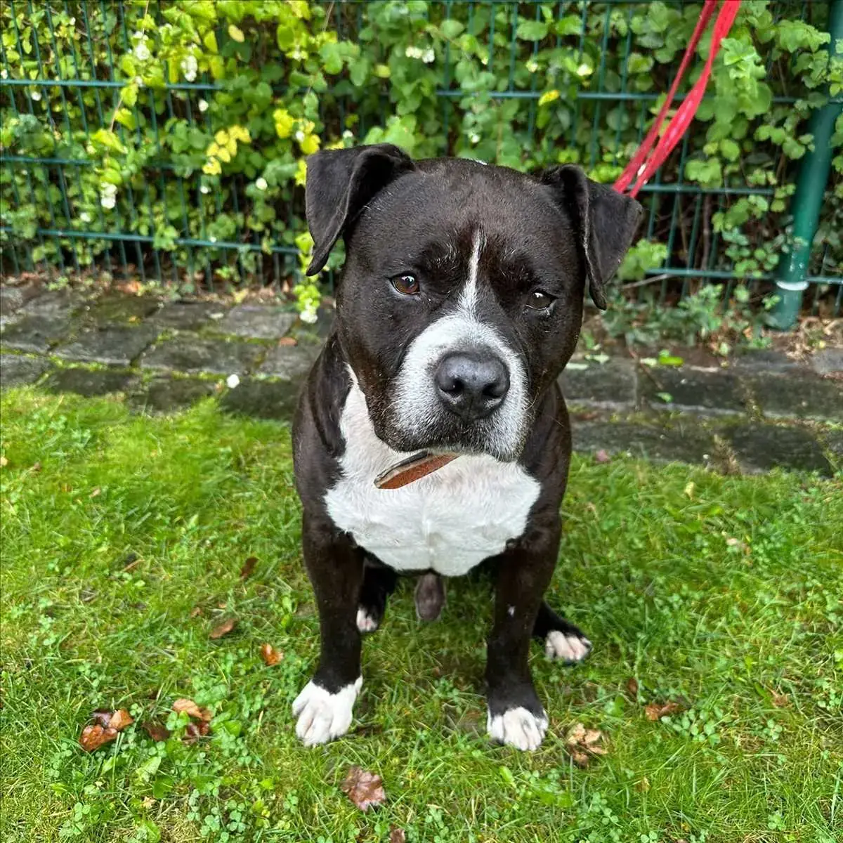 BERO - American Staffordshire Terrier - Bild 1