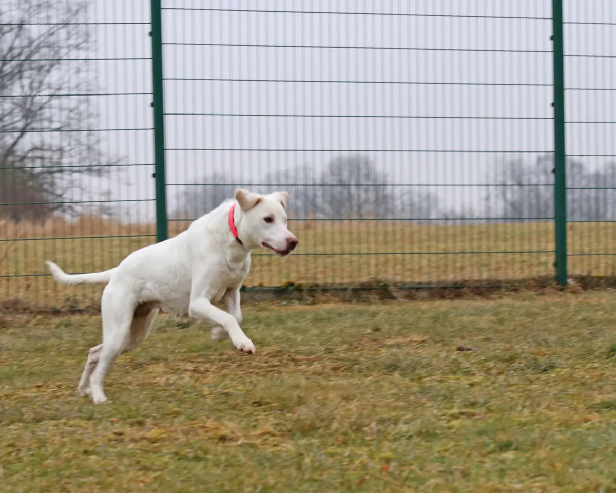 Rosa -  - Bild 16
