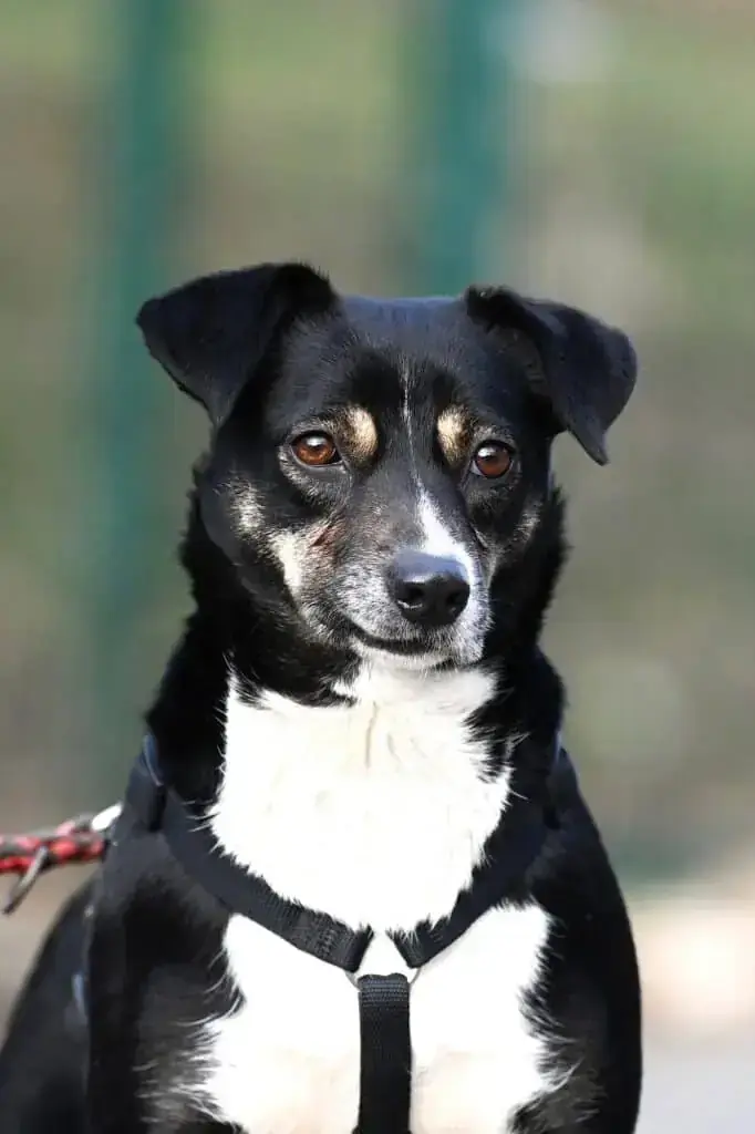 Frieda -  - Bild 1