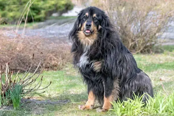 Hovawart-Mix Rambo