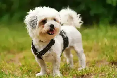 Barbie – Shih Tzu – Bild 4