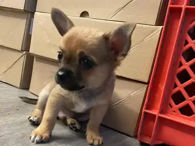 Pixel – Chihuahua – Bild 2