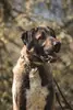 Ates - Kangal-Hirtenhund - Bild 3