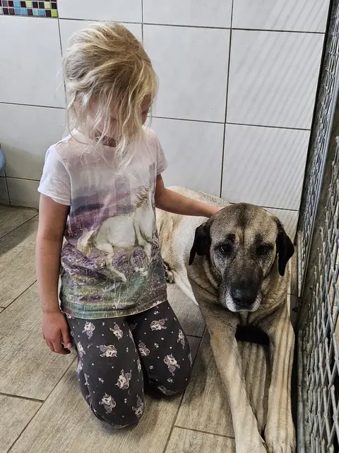 Kangal-Hirtenhund-Mix Naz
