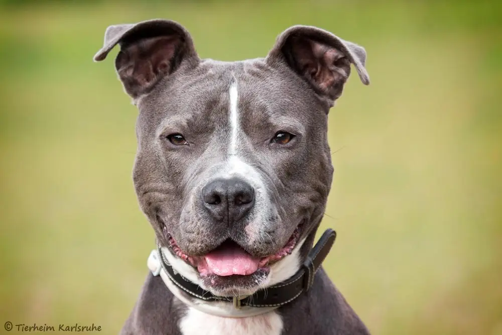 Tyson -  - Bild 1