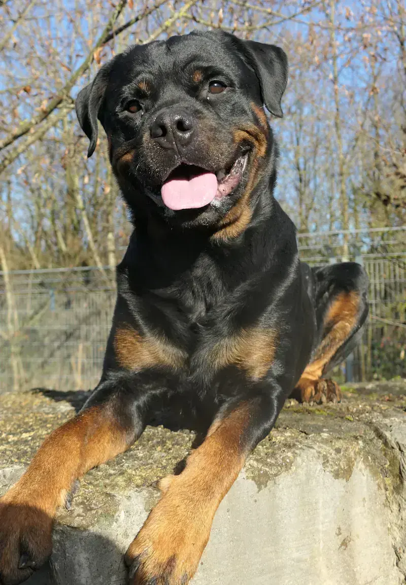 Rottweiler Muffin