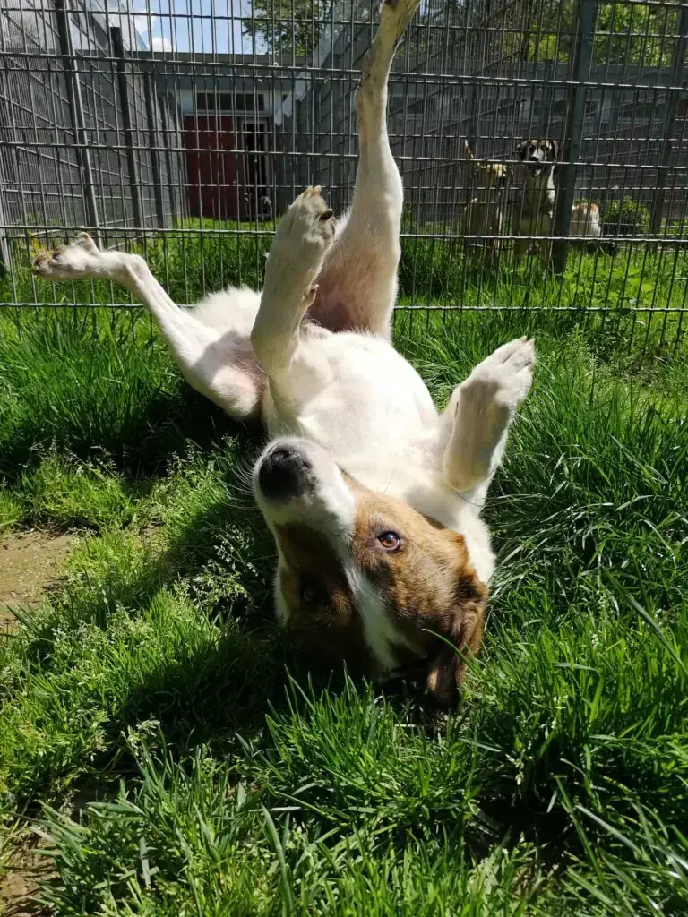 Jack -  - Bild 2