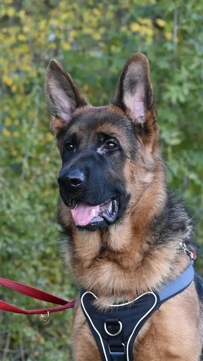 Evoli - Deutscher Schäferhund - Bild 6