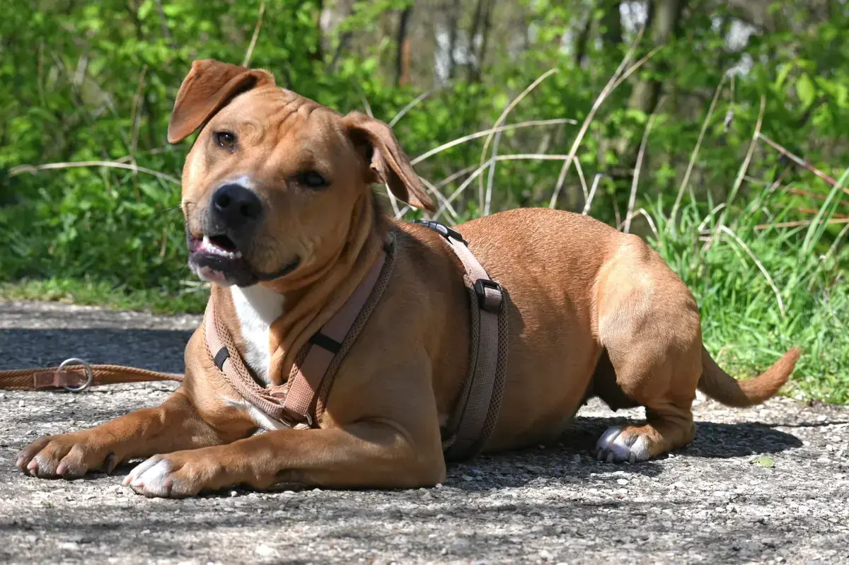 Stella -  - Bild 2