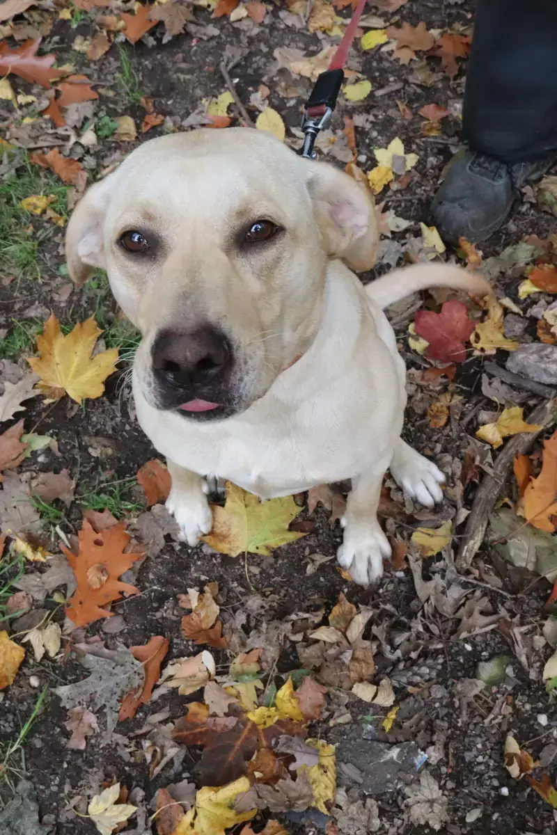 Lina - Labrador Retriever - Bild 9