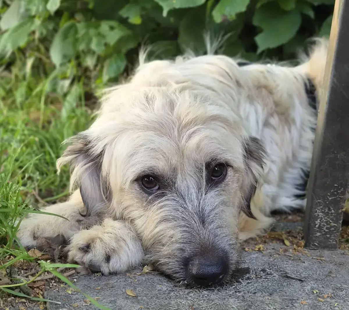 Leyla -  - Bild 1