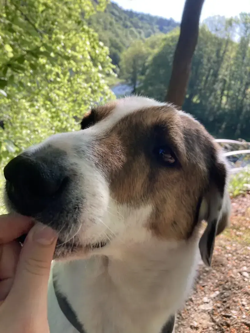 Jack -  - Bild 18
