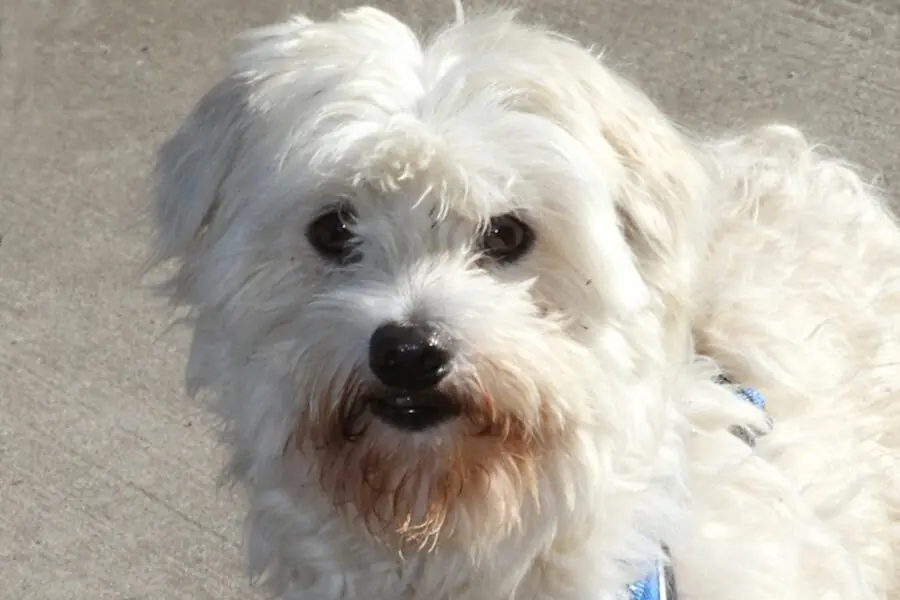 Billy - Bologneser - Bild 1