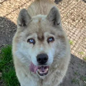 Red - Siberian Husky - Bild 1