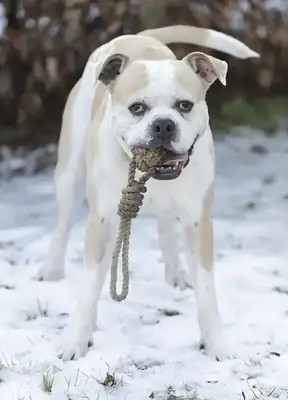 Chopper – Deutscher Boxer – Bild 4
