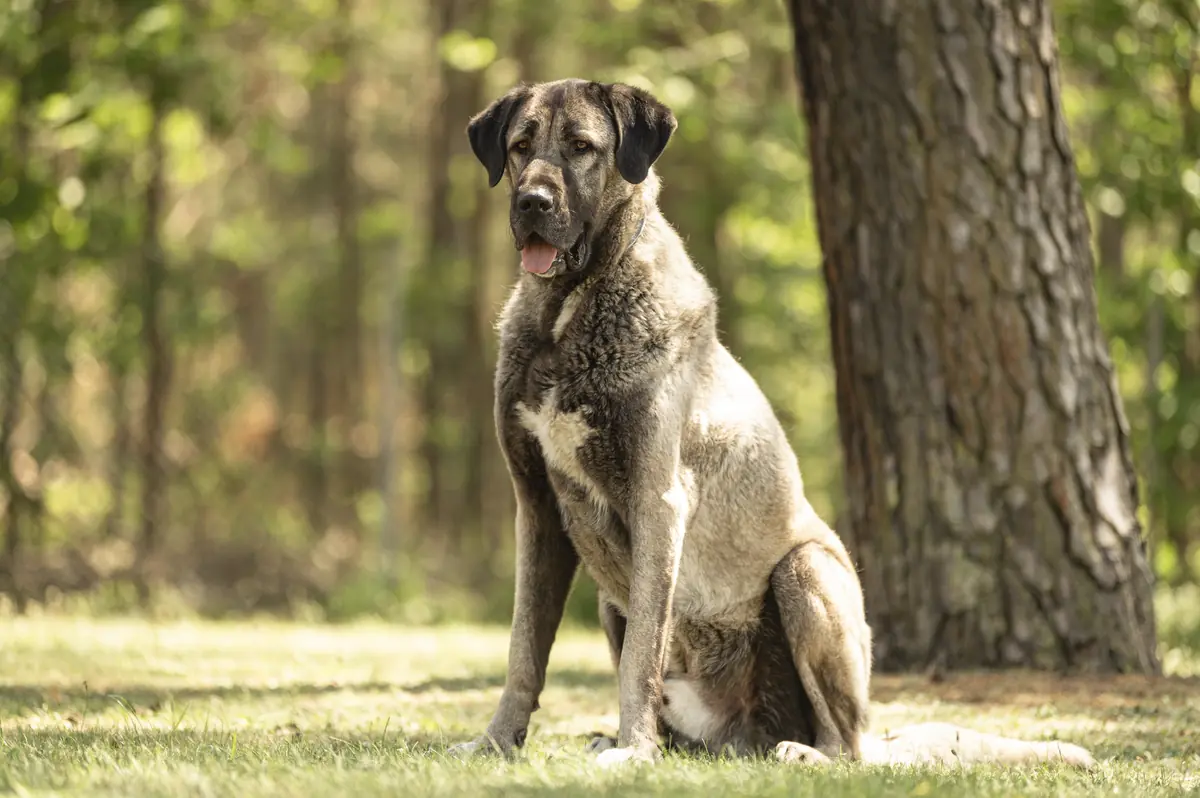 Bozo - Kangal-Hirtenhund - Bild 5