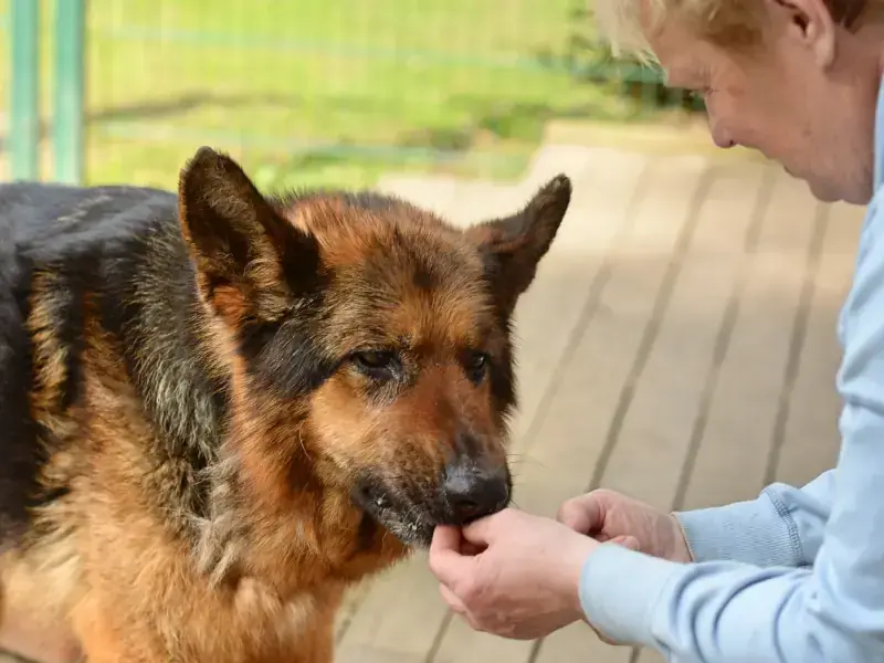 Dex - Deutscher Schäferhund - Bild 1