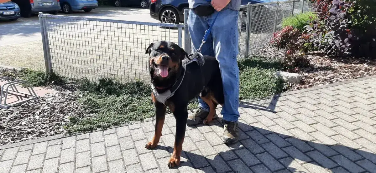 Amigo - Rottweiler - Bild 14