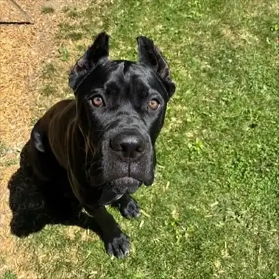 Merlin – Cane Corso Italiano – Bild 2